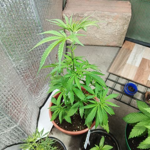 Naranja Diesel growlog timeline photo