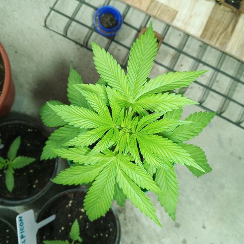 Salpicón Punch growlog timeline photo