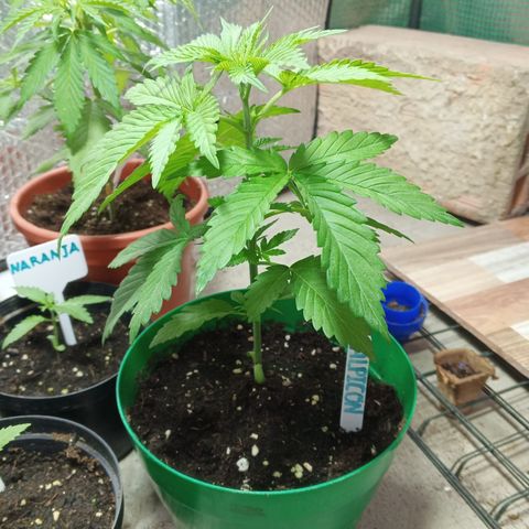 Salpicón Punch growlog timeline photo