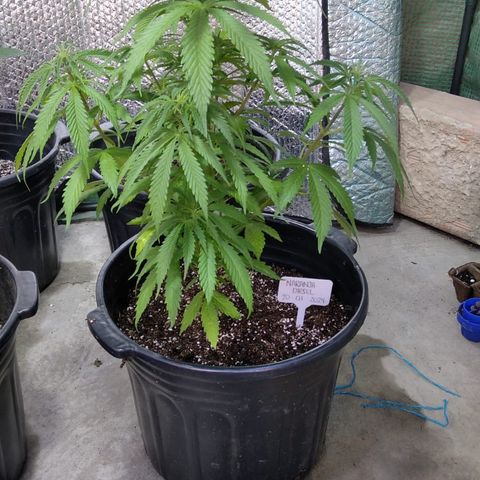 Naranja Diesel growlog timeline photo