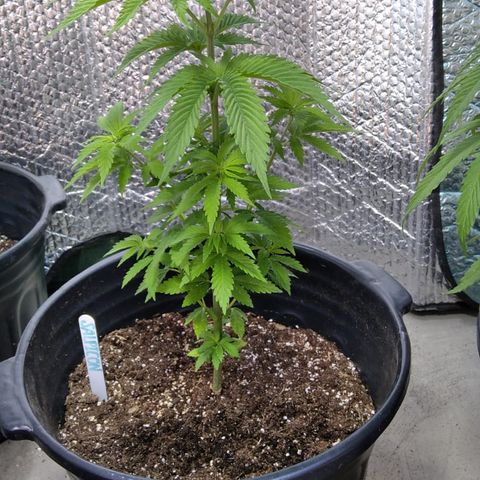 Salpicón Punch growlog timeline photo