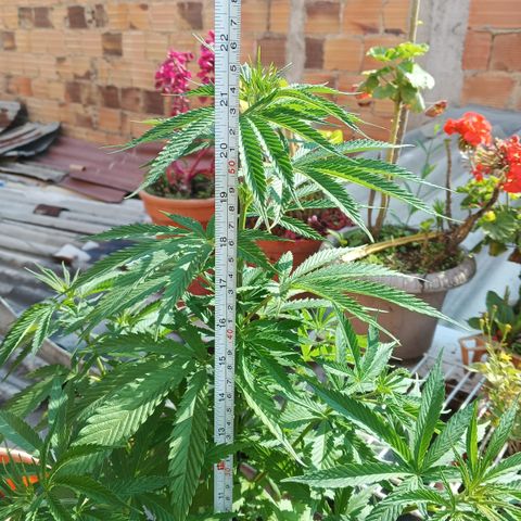 Naranja Diesel growlog timeline photo