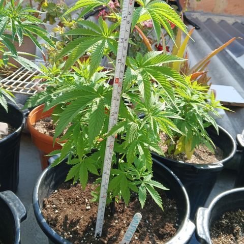 Salpicón Punch growlog timeline photo
