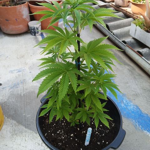 Salpicón Punch growlog timeline photo