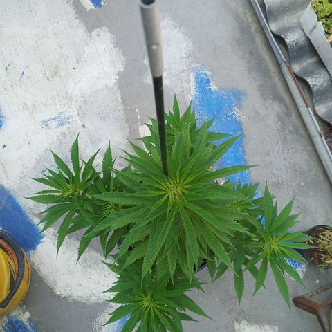 Naranja Diesel growlog timeline photo
