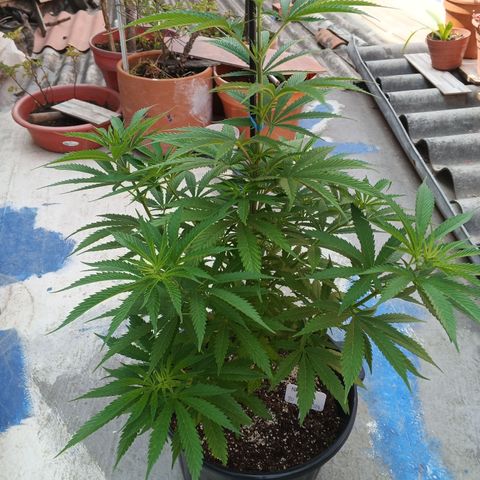 Naranja Diesel growlog timeline photo