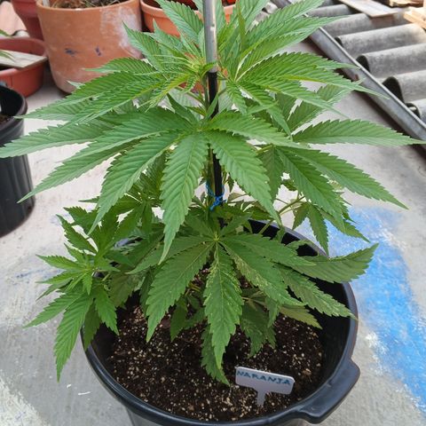 Naranja growlog timeline photo