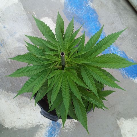 Naranja growlog timeline photo