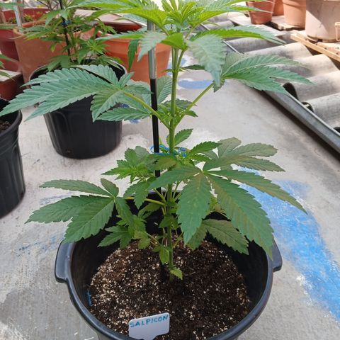 Salpicón Punch growlog timeline photo