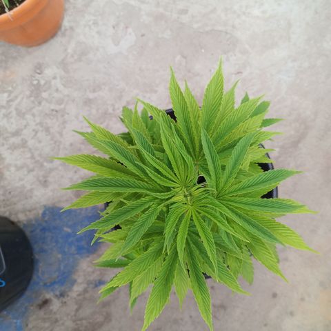 Salpicón Punch growlog timeline photo