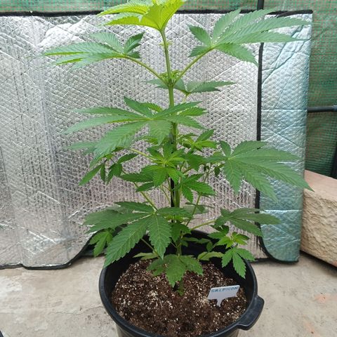 Salpicón Punch growlog timeline photo