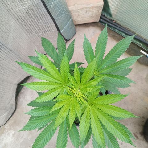 Salpicón Punch growlog timeline photo