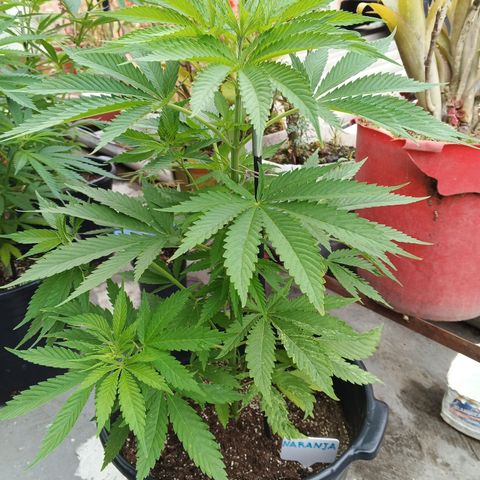Naranja growlog timeline photo