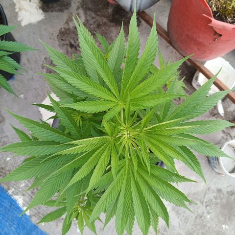 Naranja growlog timeline photo
