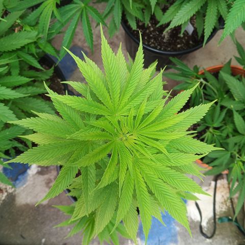 Salpicón Punch growlog timeline photo