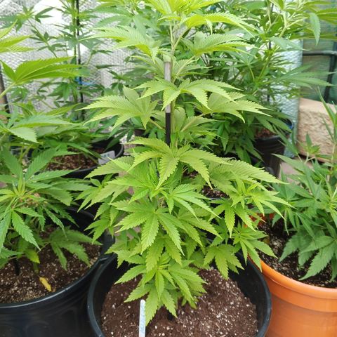 Salpicón Punch growlog timeline photo