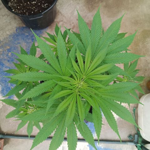 Naranja growlog timeline photo