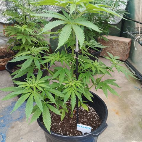 Naranja growlog timeline photo