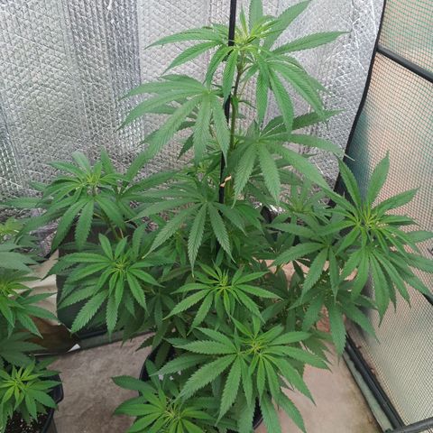 Naranja Diesel growlog timeline photo