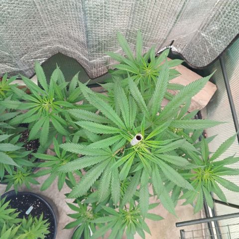 Naranja Diesel growlog timeline photo