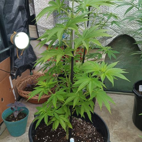 Salpicón Punch growlog timeline photo