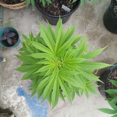 Salpicón Punch growlog timeline photo