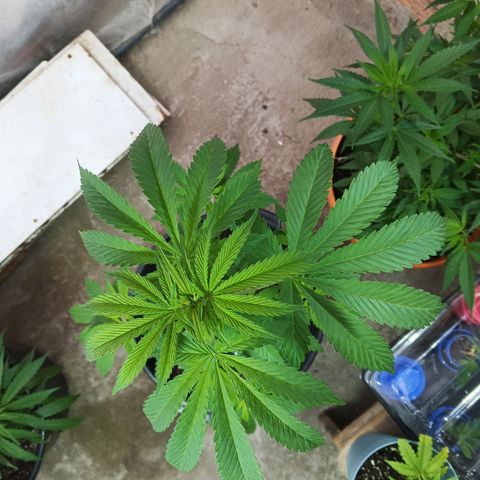 Salpicón Punch growlog timeline photo