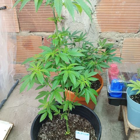 Salpicón Punch growlog timeline photo
