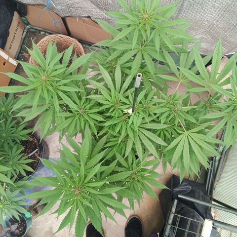 Naranja Diesel growlog timeline photo