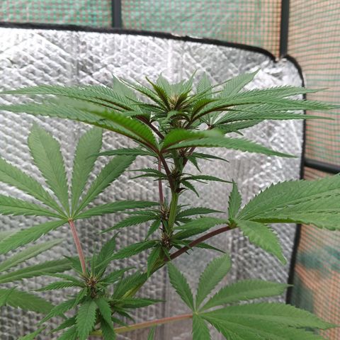 Naranja Diesel growlog timeline photo