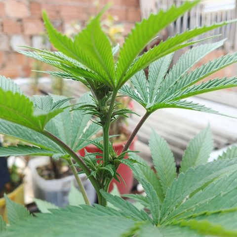 Salpicón Punch growlog timeline photo