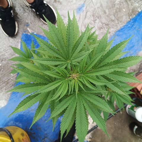 Salpicón Punch growlog timeline photo