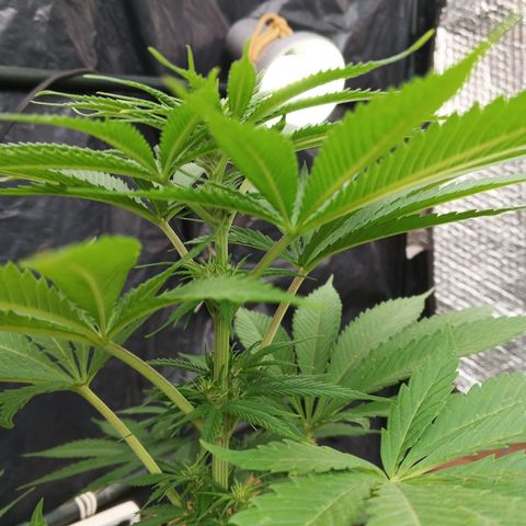 Naranja growlog timeline photo