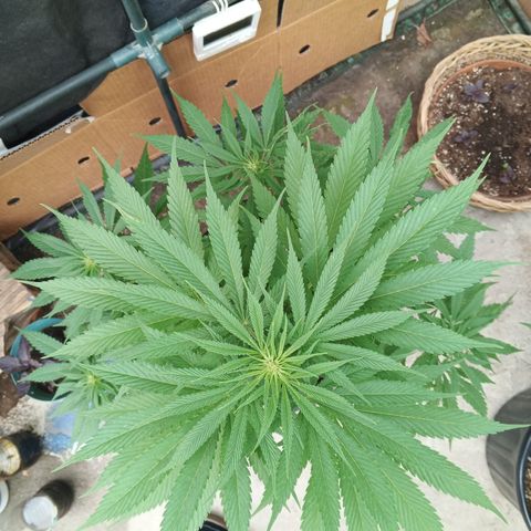 Naranja growlog timeline photo