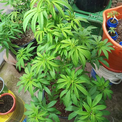 Salpicón Punch growlog timeline photo