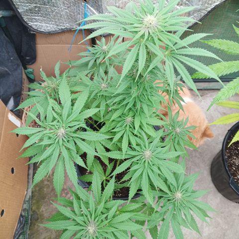 Naranja growlog timeline photo