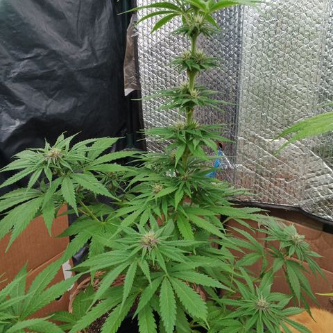Naranja growlog timeline photo