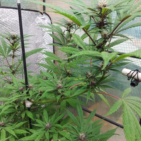 Naranja Diesel growlog timeline photo