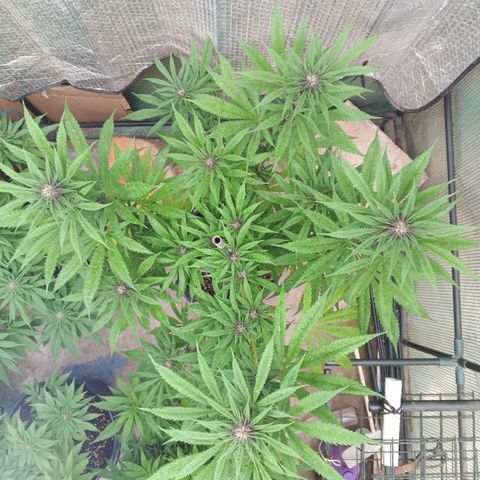 Naranja Diesel growlog timeline photo