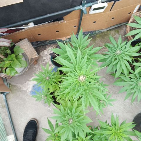 Salpicón Punch growlog timeline photo