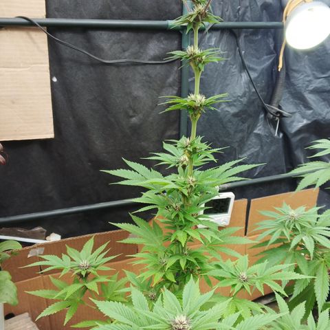 Salpicón Punch growlog timeline photo