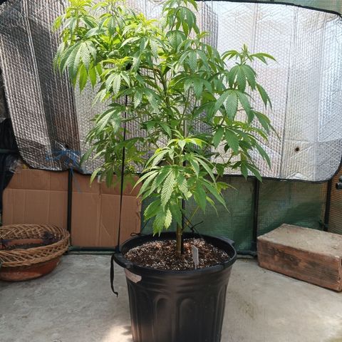 Salpicón Punch growlog timeline photo