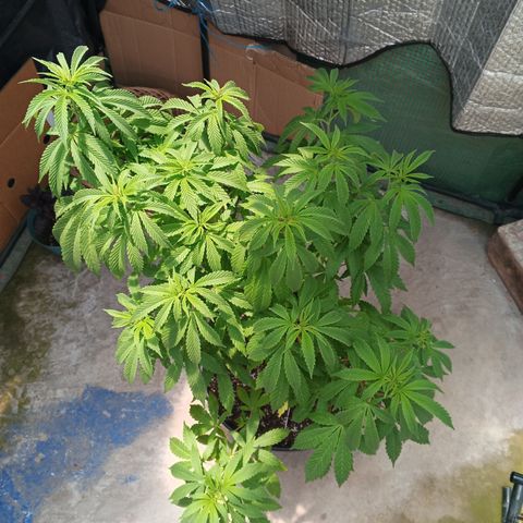 Salpicón Punch growlog timeline photo