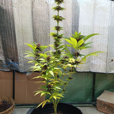 Salpicón Punch growlog timeline photo