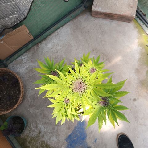 Salpicón Punch growlog timeline photo
