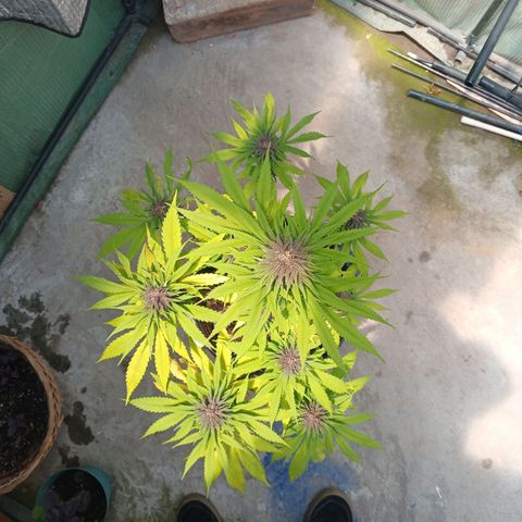 Naranja growlog timeline photo