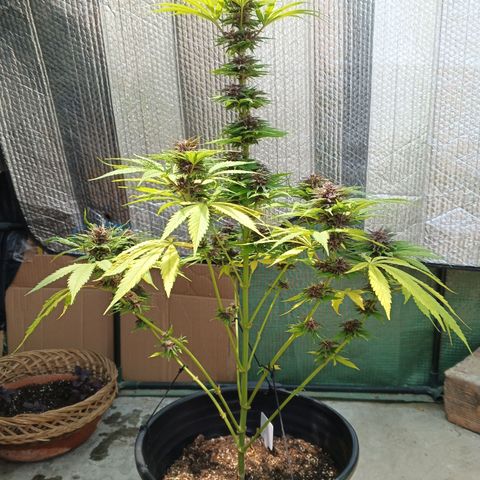 Naranja growlog timeline photo