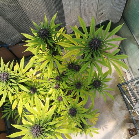 Naranja Diesel growlog timeline photo
