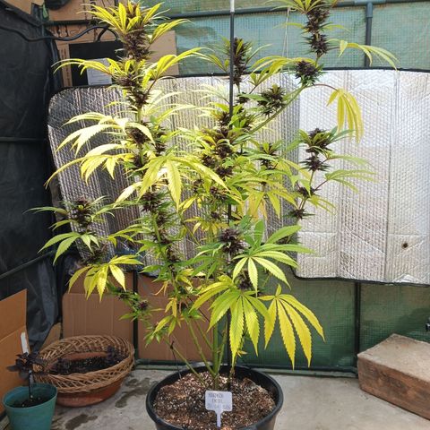 Naranja Diesel growlog timeline photo