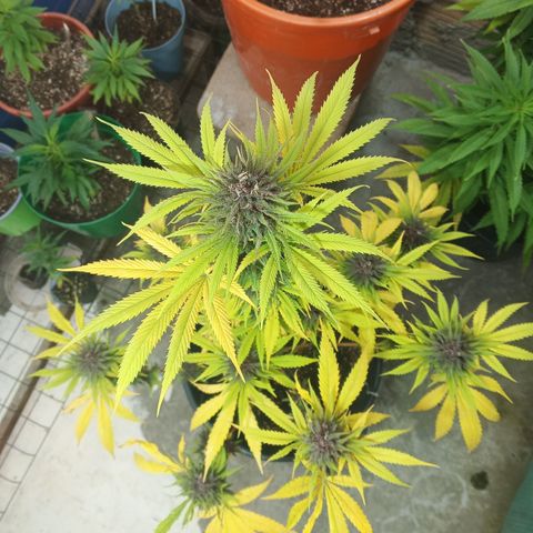 Naranja growlog timeline photo